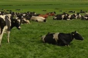 Wat hebben we bereikt afgelopen 4 jaar in Teylingen op het gebied van landschap en verenigingen?